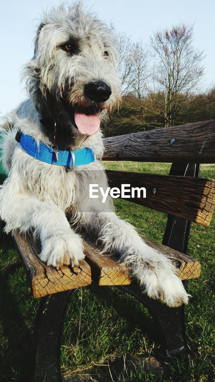 CLOSE-UP OF DOG WITH TOY