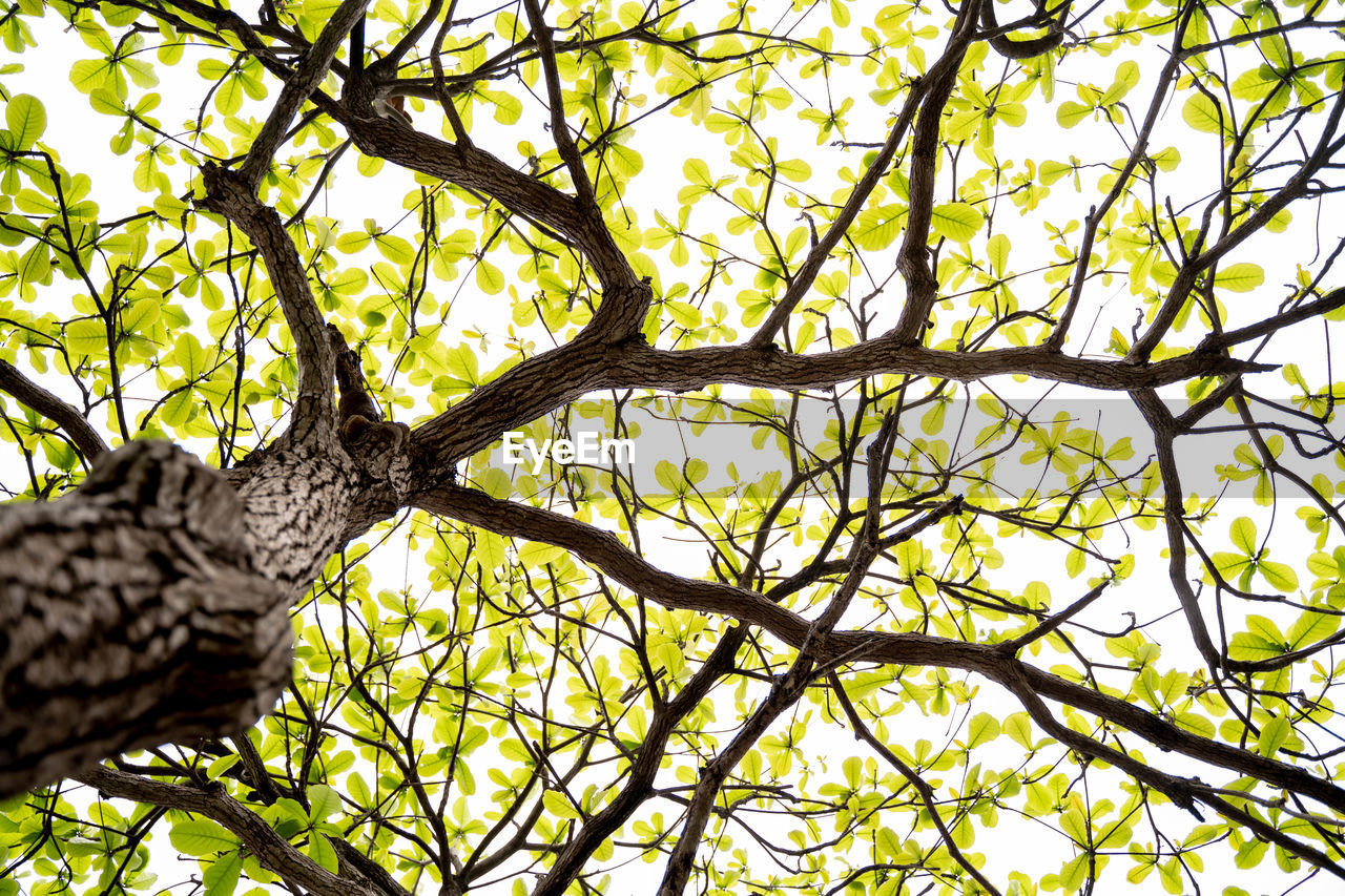 LOW ANGLE VIEW OF TREE