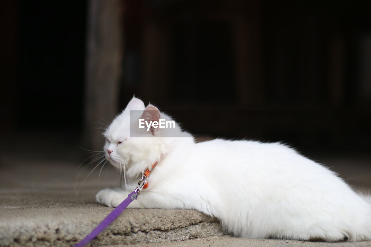 CLOSE-UP OF WHITE CAT LOOKING AWAY