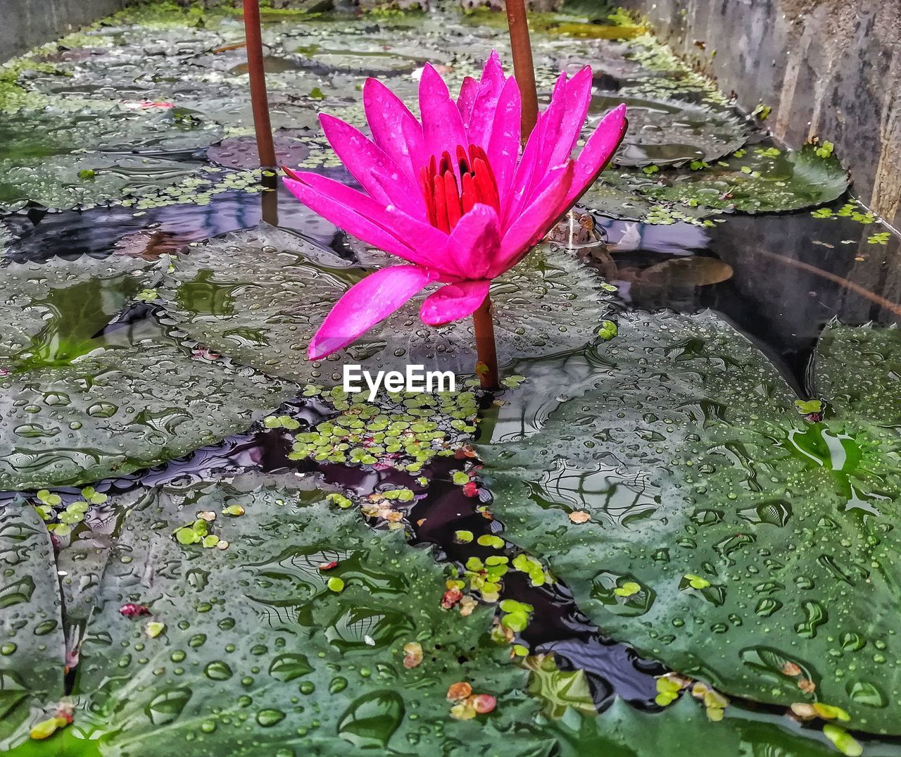 CLOSE-UP OF LOTUS WATER LILY BLOOMING IN LAKE