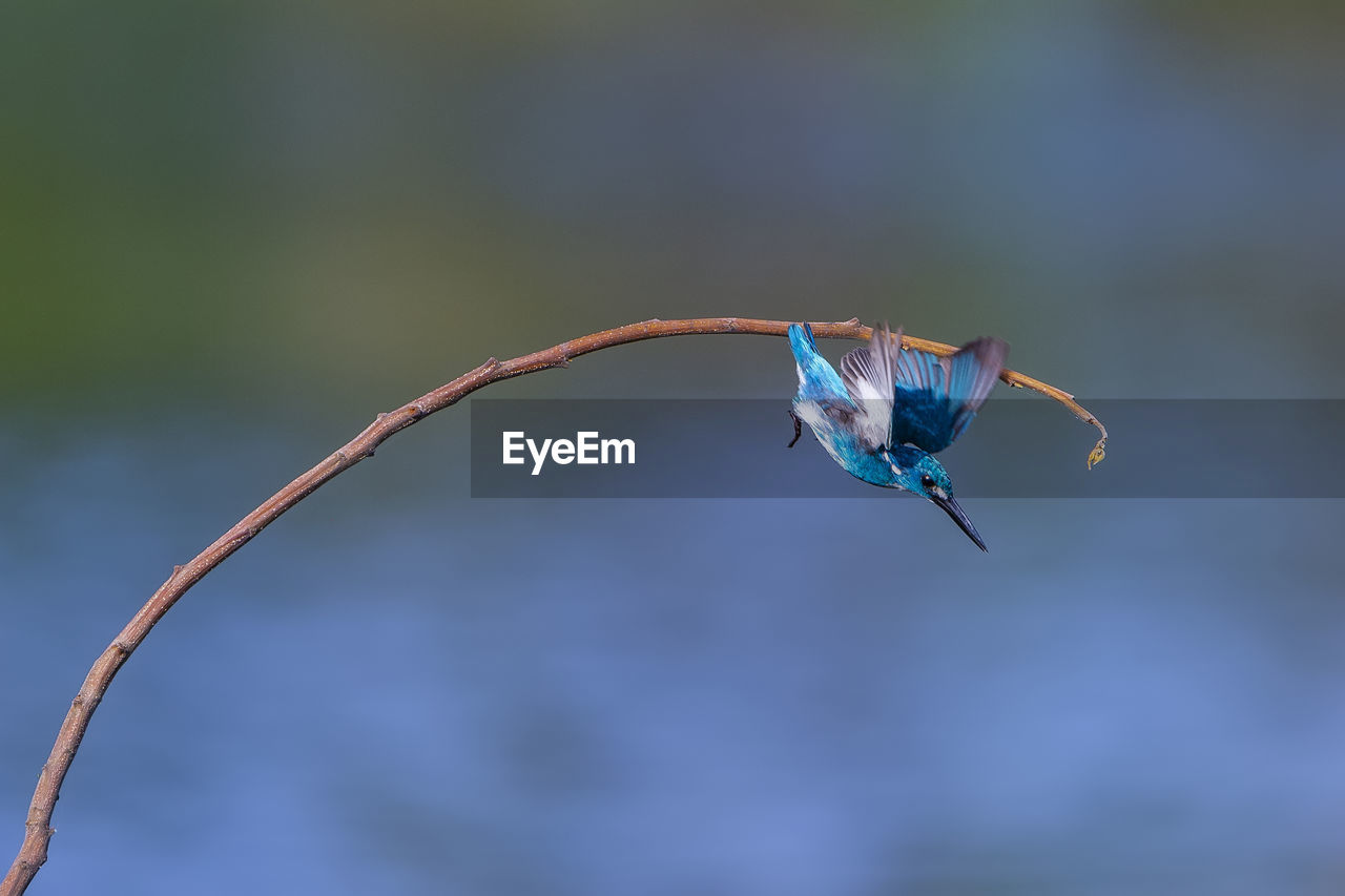 CLOSE-UP OF BUTTERFLY FLYING