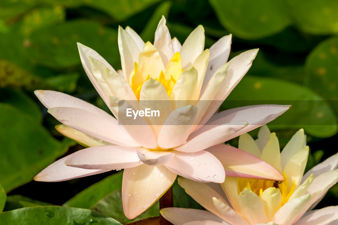 Close-up of lotus water lily