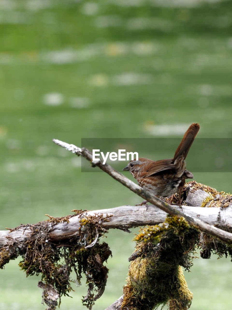 Female red winged blackbird