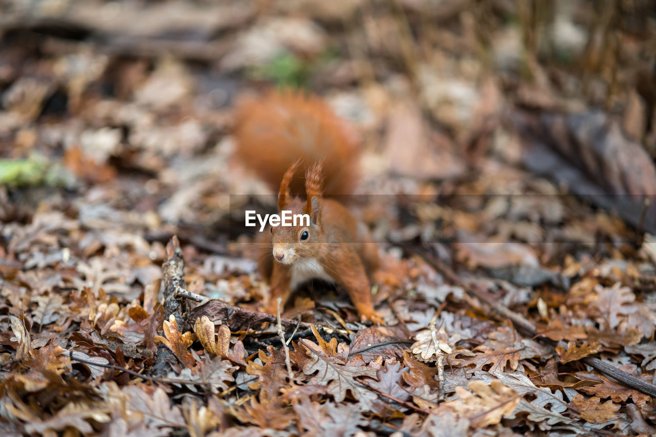 CLOSE-UP OF SQUIRREL ON DRY LEAVES DURING AUTUMN