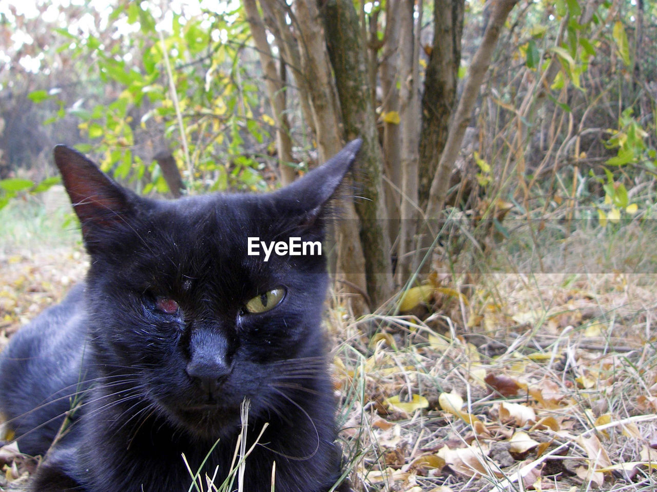 CLOSE-UP OF A CAT ON A FIELD