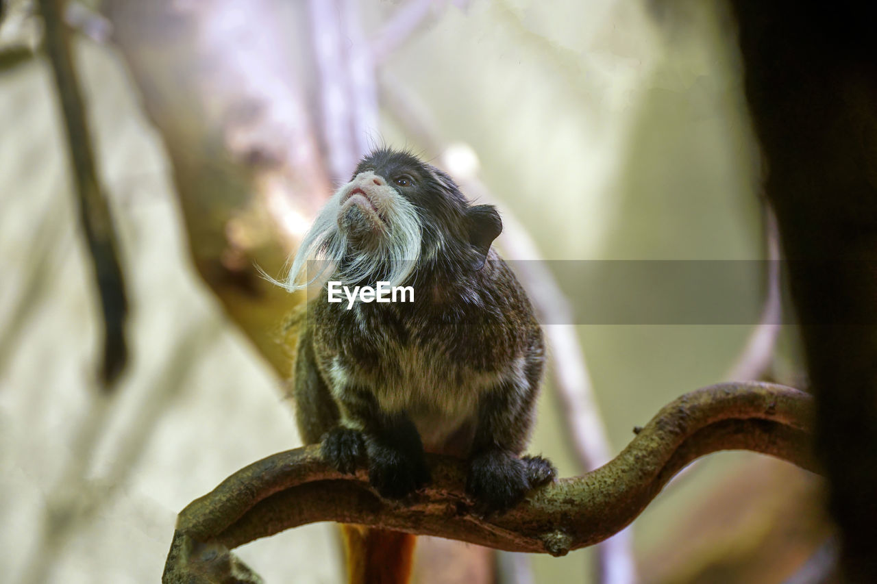 The emperor tamarin saguinus imperator monkey with mustache is species of tamarin