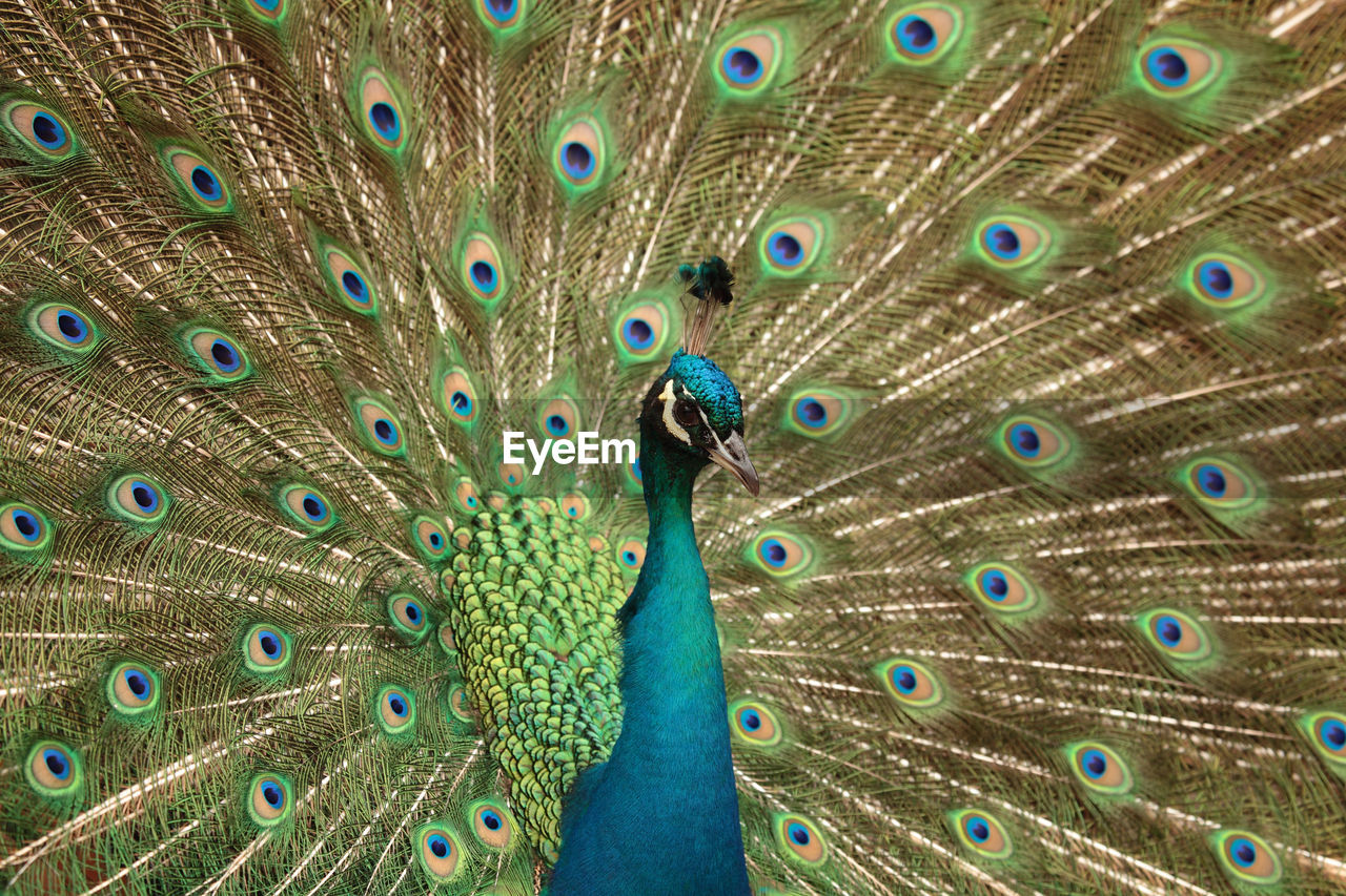 Close-up of peacock with fanned out