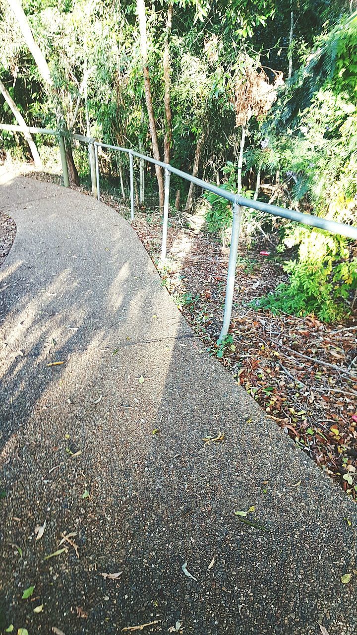 ROAD AMIDST TREES