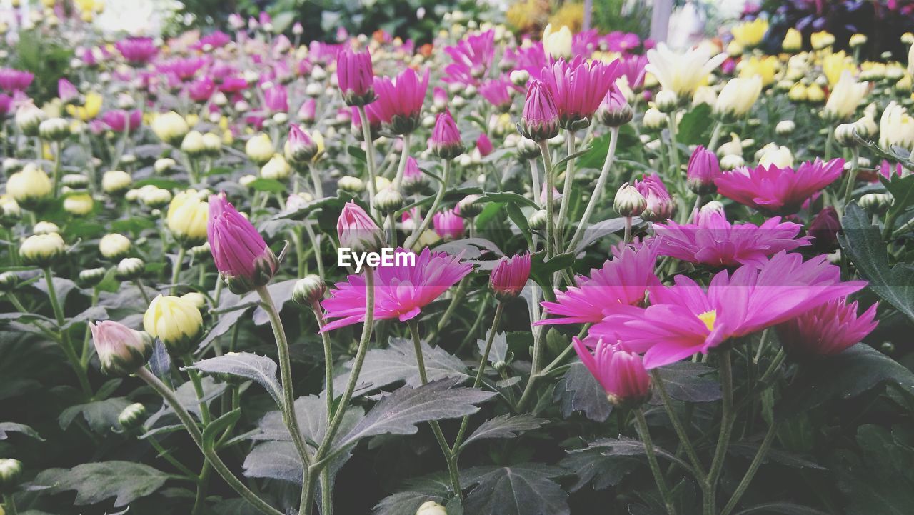 Close-up of pink flowers