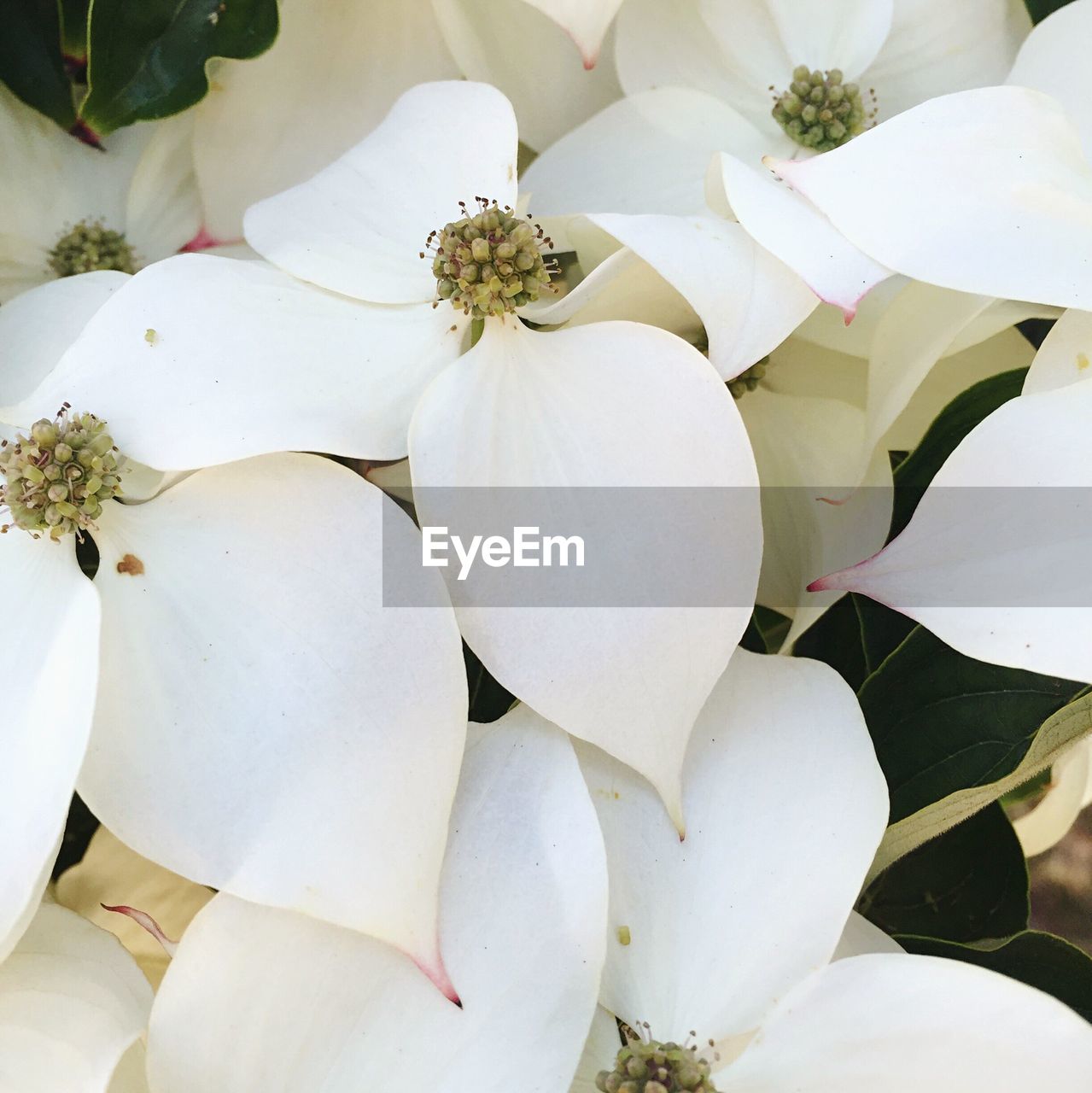 Close-up of white dogwoods blooming outdoors