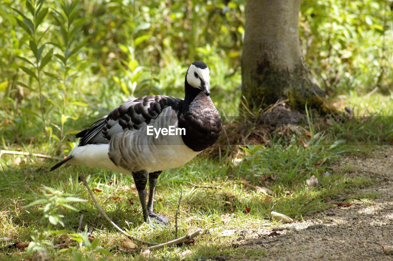 BIRD PERCHING ON TREE