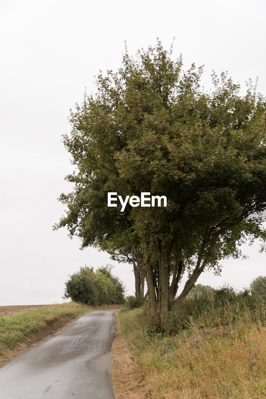 EMPTY COUNTRY ROAD ALONG TREES