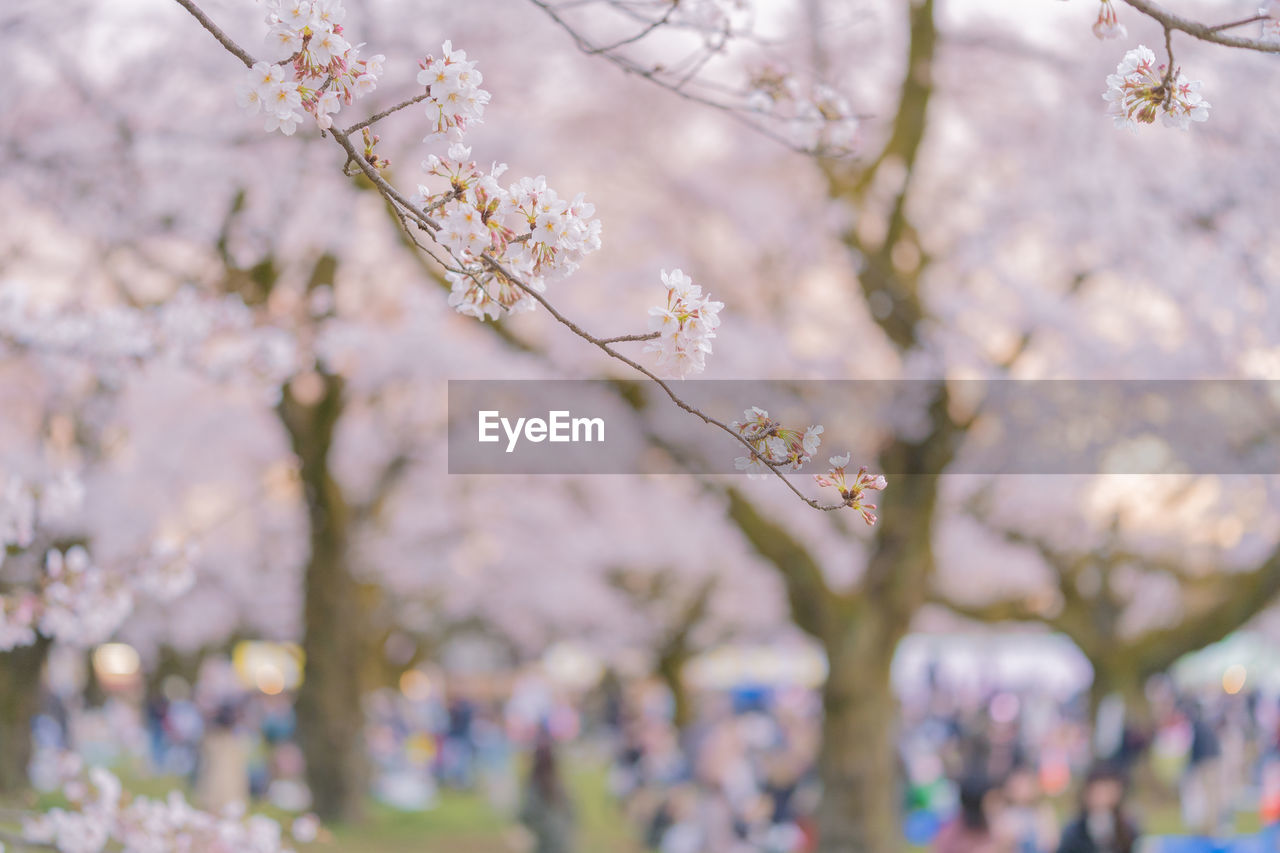 CLOSE-UP OF CHERRY BLOSSOM ON TREE