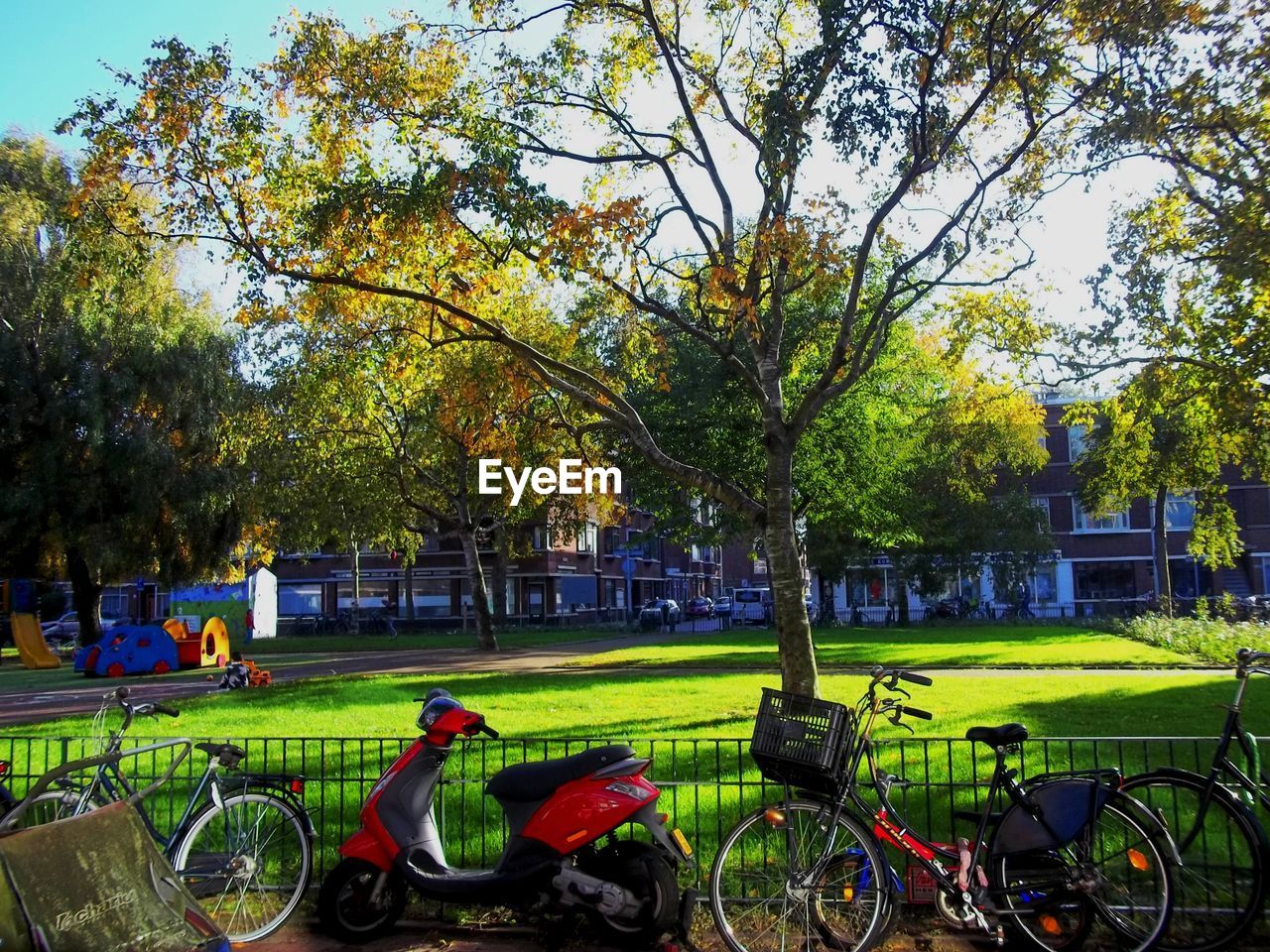 TREES PARKED IN PARK