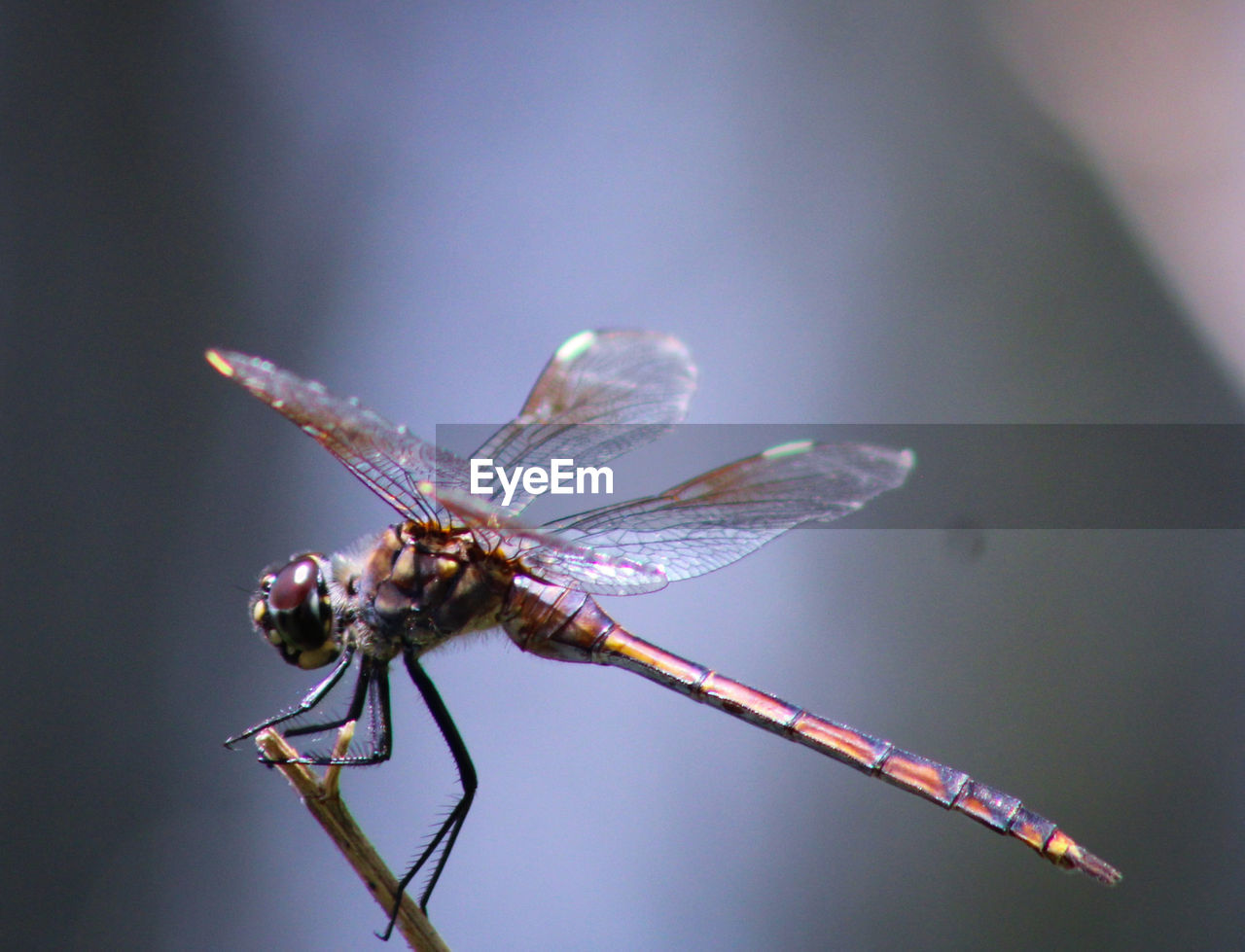 Close-up of dragonfly on plant