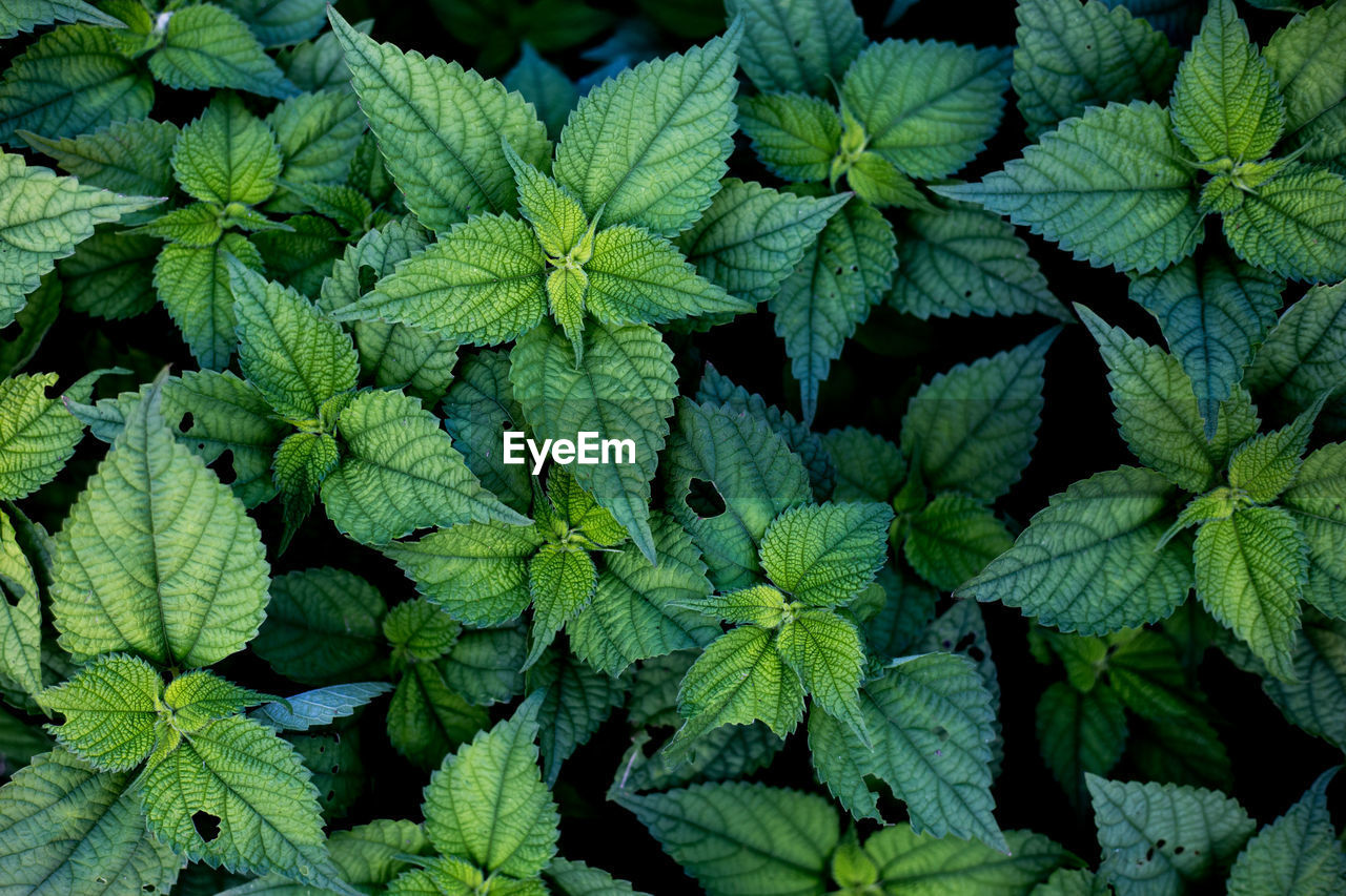 Full frame shot of leaves