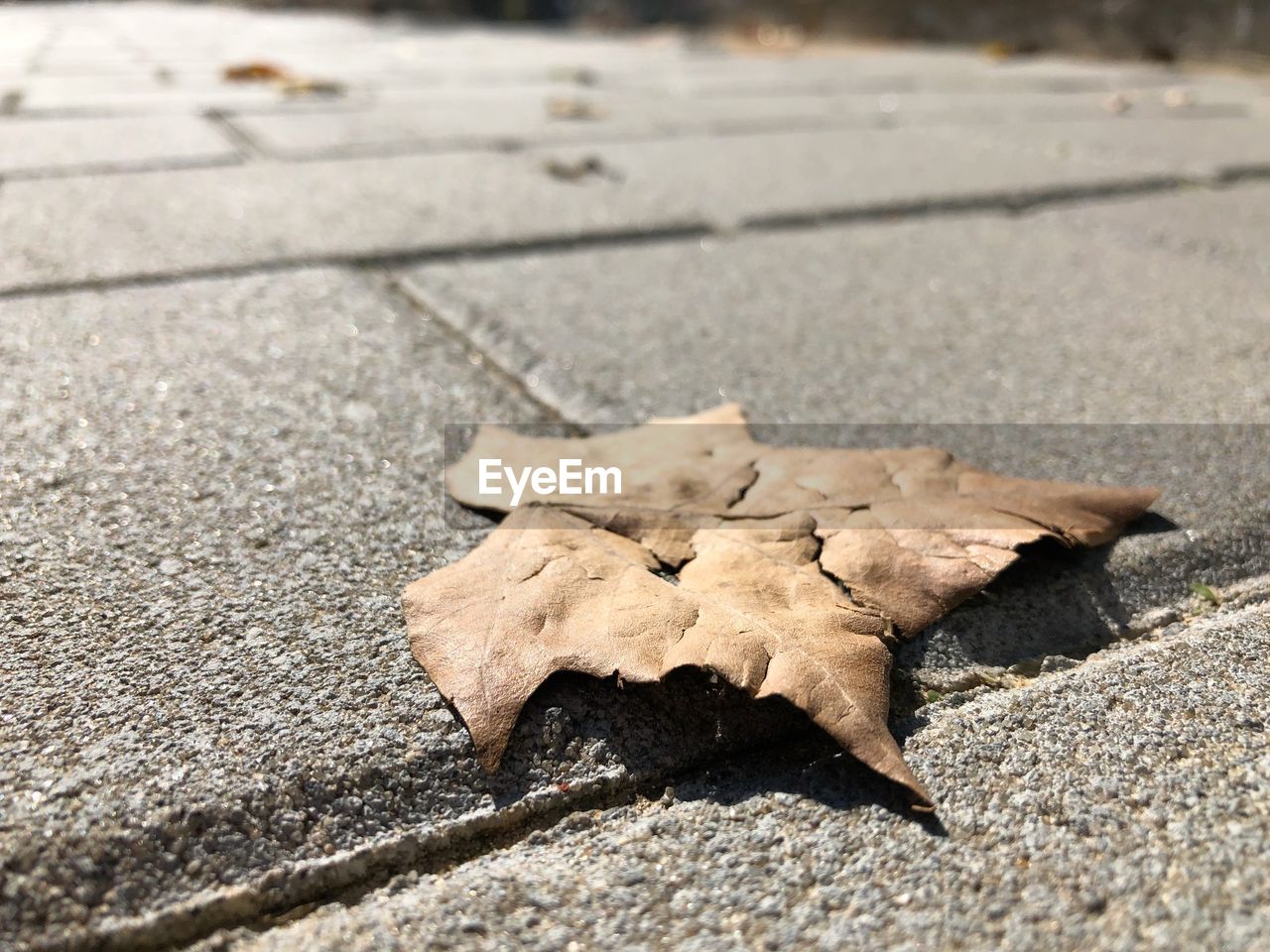 CLOSE-UP OF DRY LEAVES ON ROAD