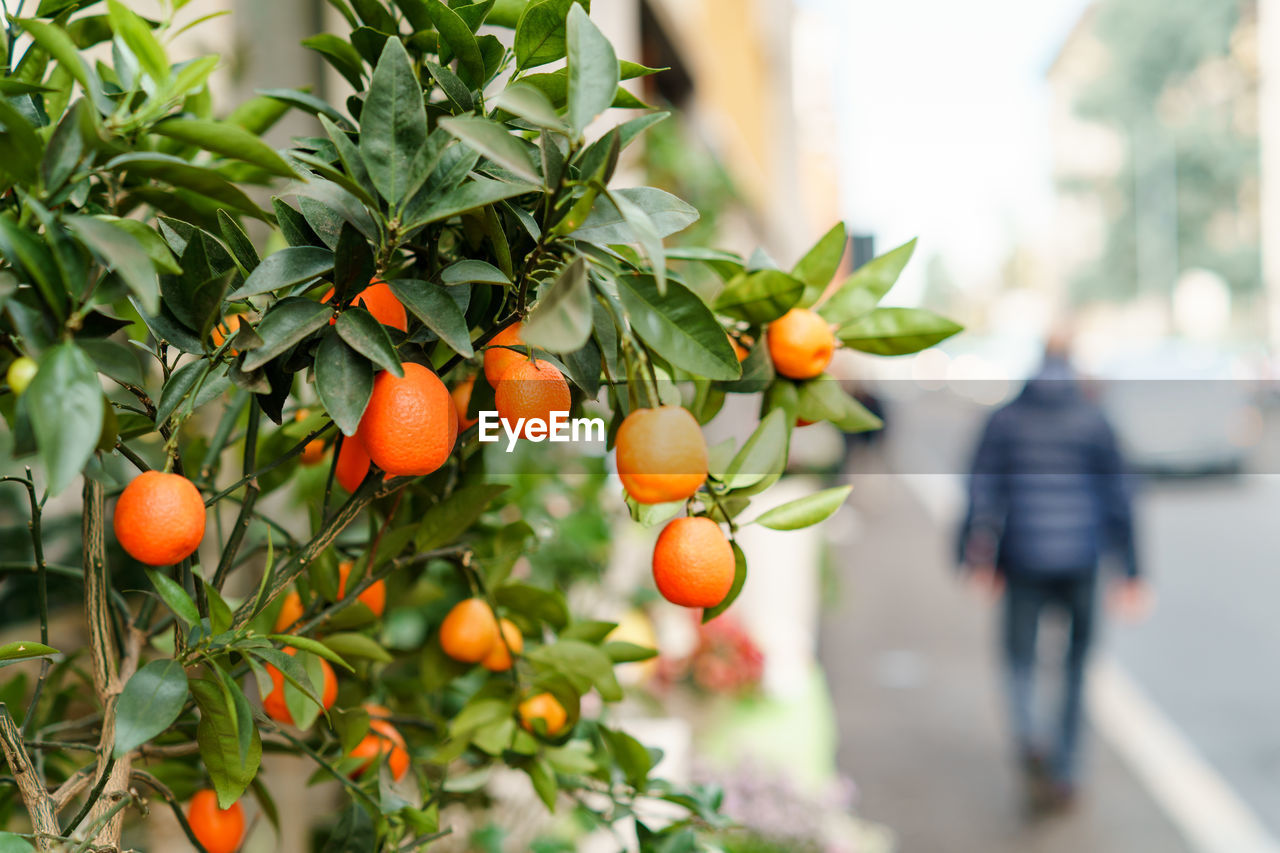 Tangerine branch. spring fruits background.