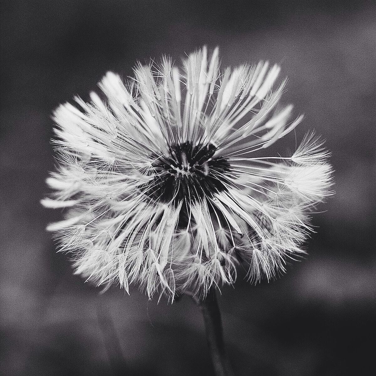 Close-up view of dandelion