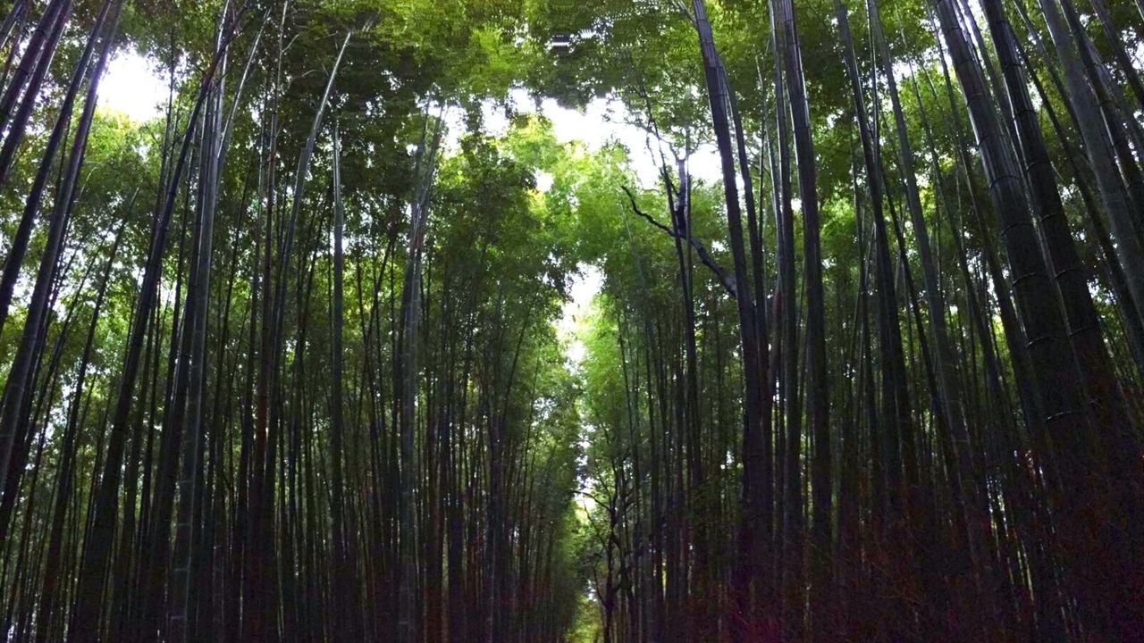 LOW ANGLE VIEW OF TREES IN FOREST