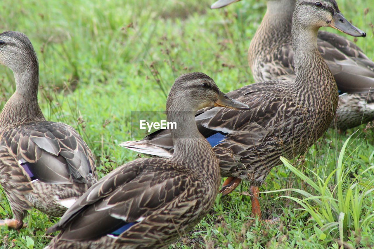 High angle view of ducks on grass