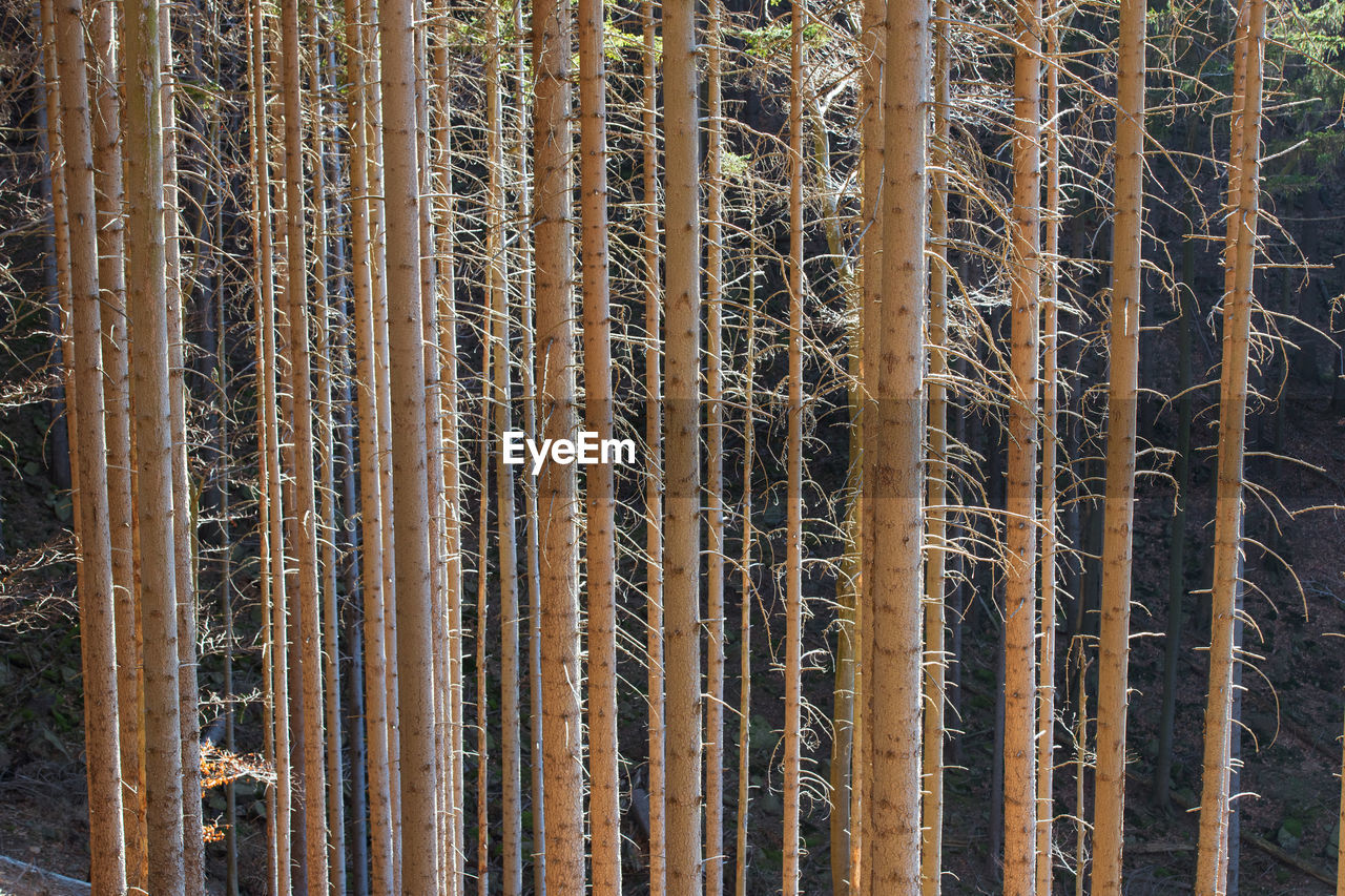 FULL FRAME OF BAMBOO TREES