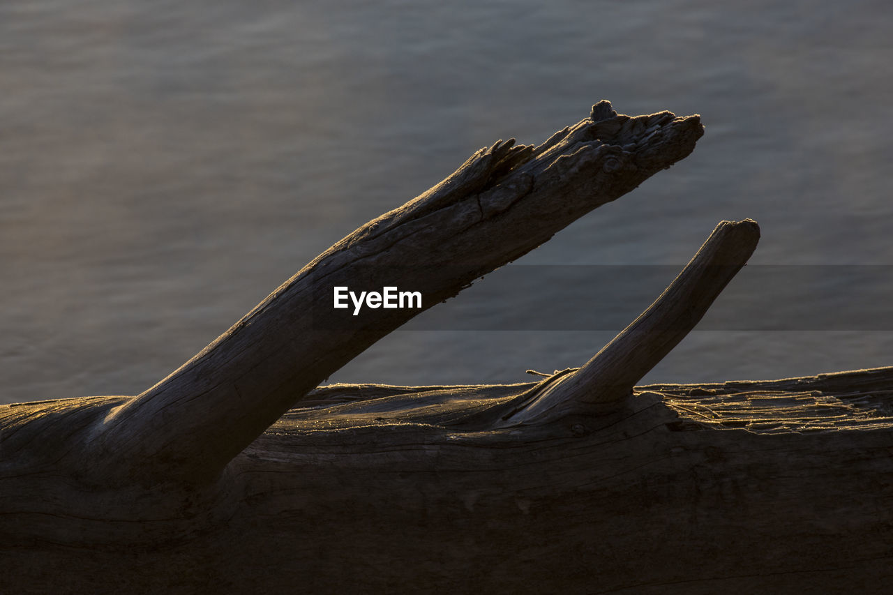 A log on the side of the clark fork river at sunrise