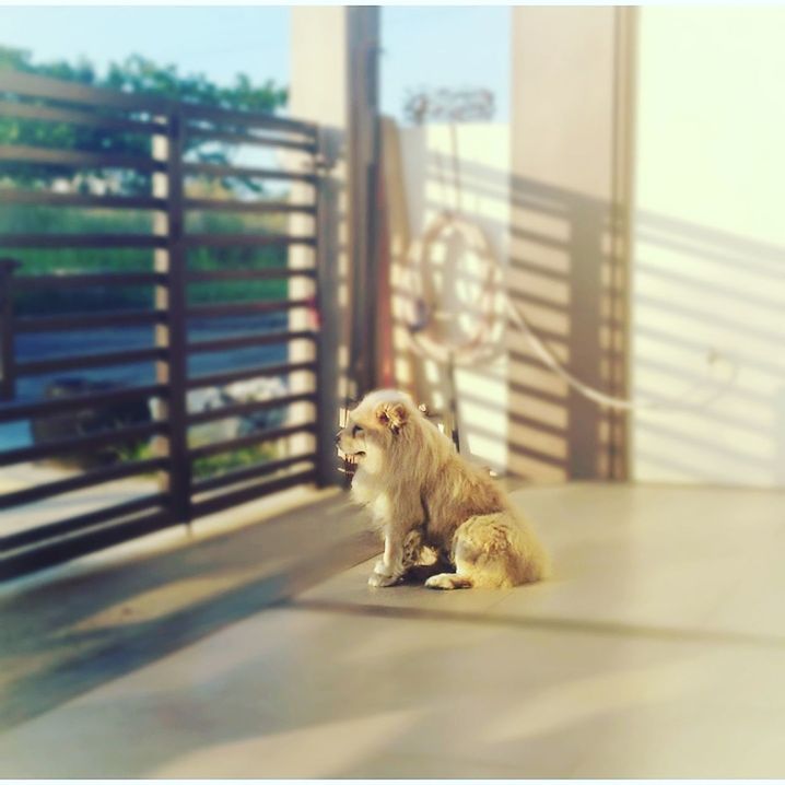 CAT LOOKING UP WHILE SITTING ON RAILING OUTDOORS