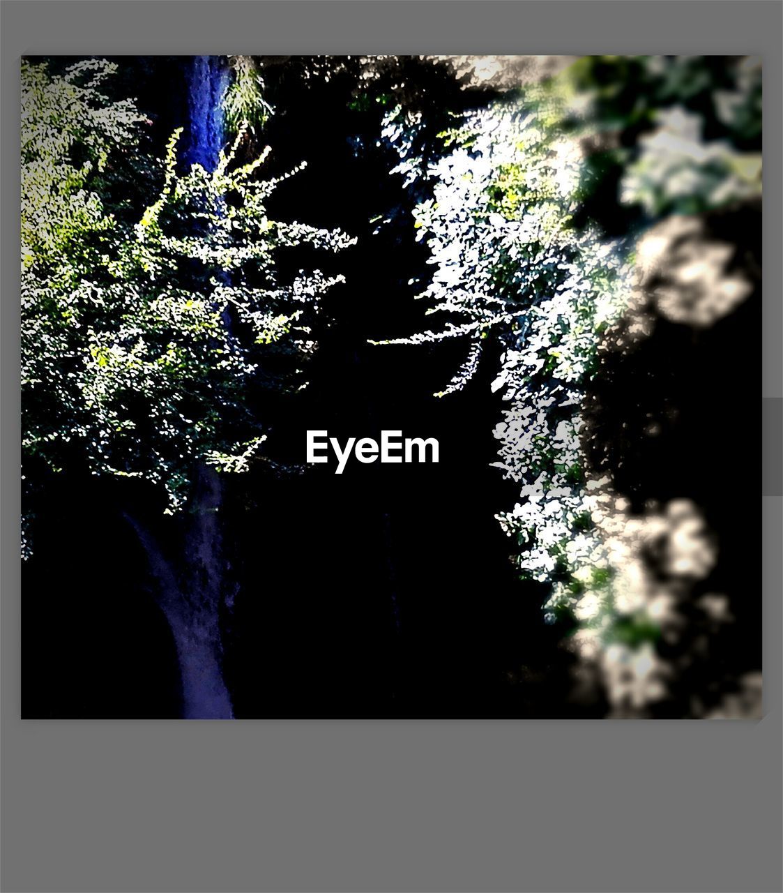 VIEW OF TREE