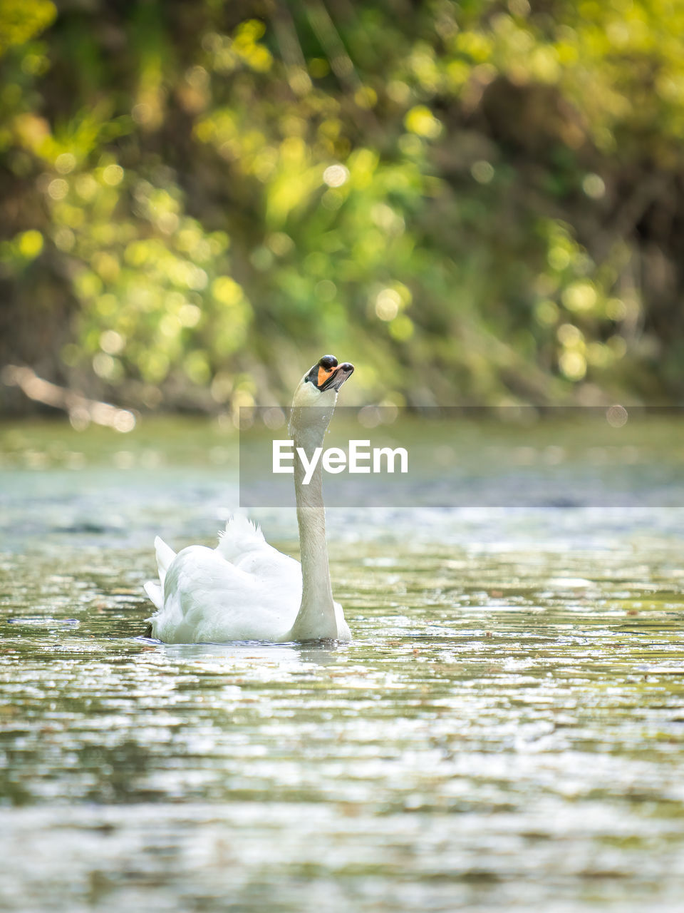 A mute swan on a lake with beautiful bokeh in the background