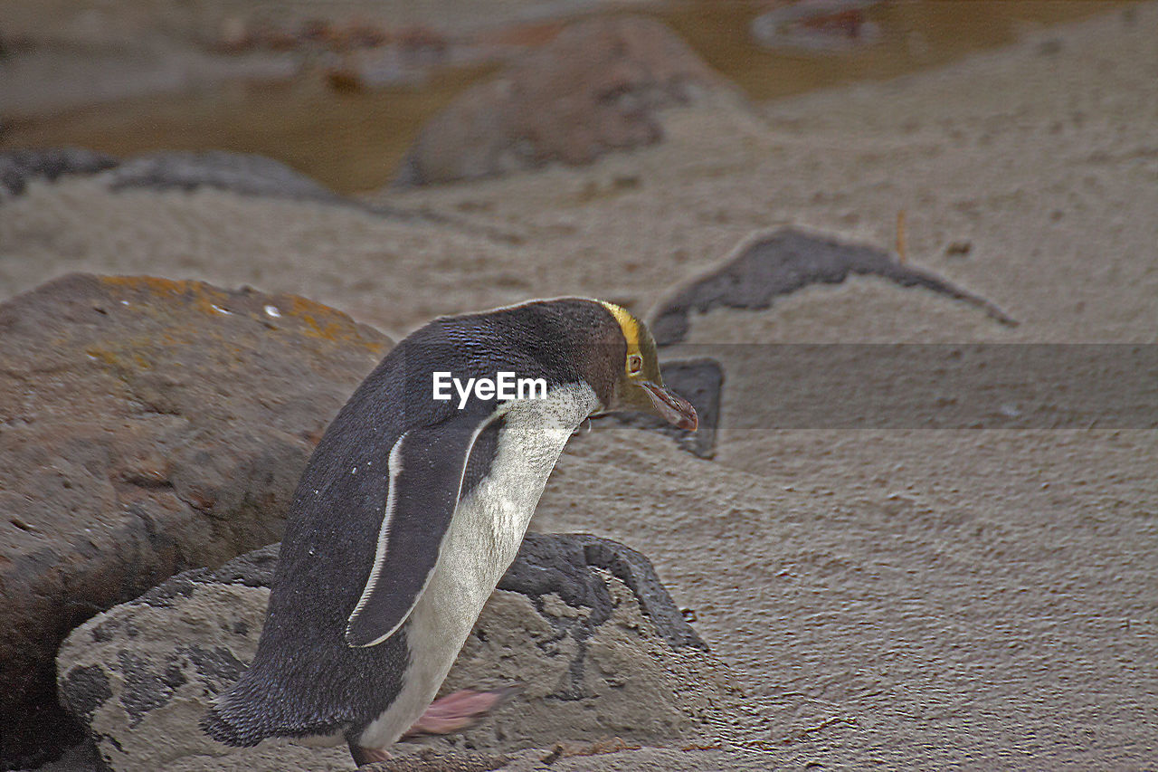 HIGH ANGLE VIEW OF BIRD ON ROCK