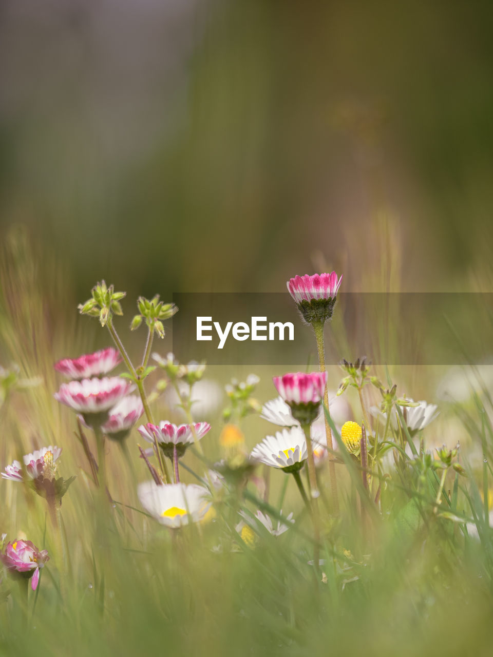 Close-up of pink flowering plants on land