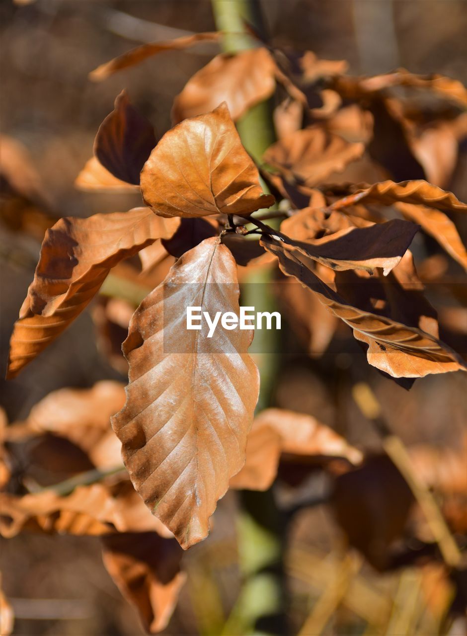 leaf, plant part, autumn, nature, tree, branch, plant, close-up, beauty in nature, macro photography, no people, dry, flower, focus on foreground, outdoors, brown, twig, spring, day, growth, land, sunlight, food, fragility, food and drink