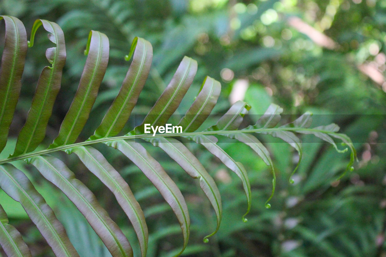 Diplazium esculentum leaves 