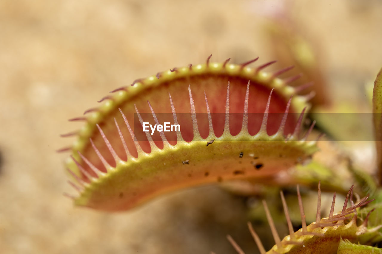 A venus flytrap plant that has its leaf open to catch insects.