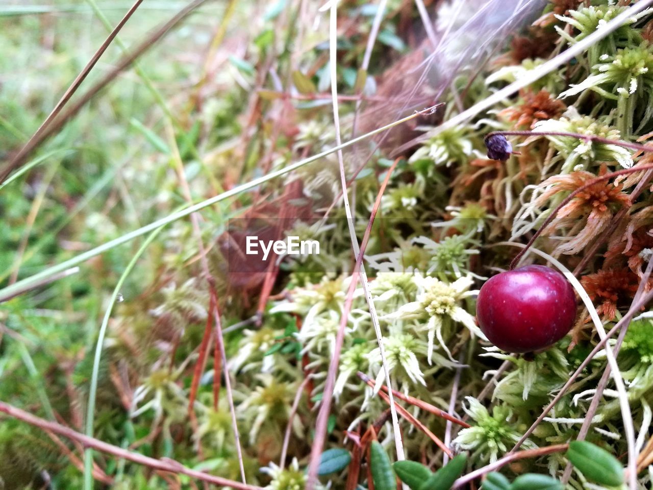 CLOSE-UP OF FRESH APPLES IN FIELD