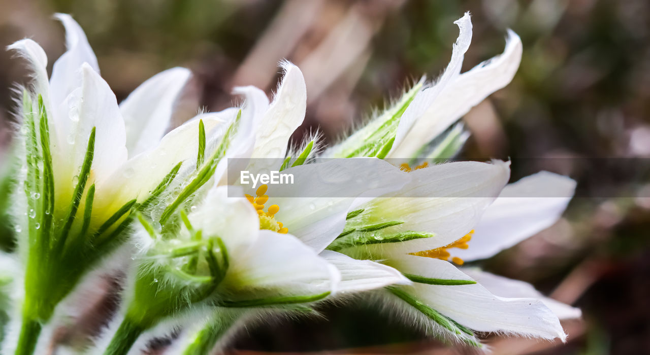 plant, flower, flowering plant, close-up, freshness, beauty in nature, blossom, white, macro photography, nature, growth, fragility, no people, wildflower, selective focus, petal, springtime, flower head, outdoors, inflorescence, leaf, day, focus on foreground, botany, green, lily, plant part