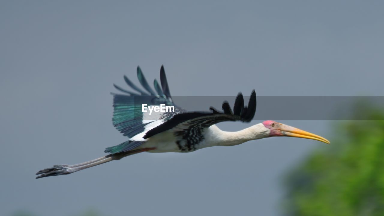 Milky stork flying in the sky