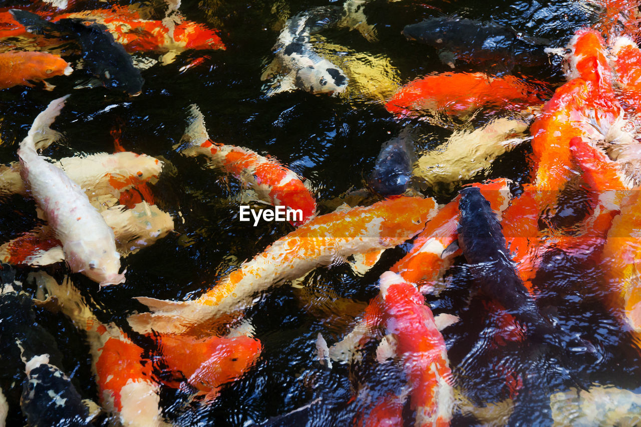 High angle view of koi carps swimming in pond