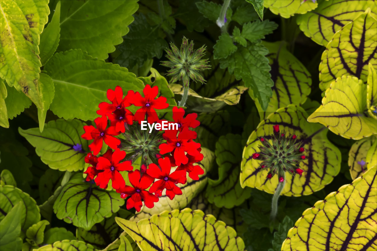 High angle view of red flowers blooming outdoors