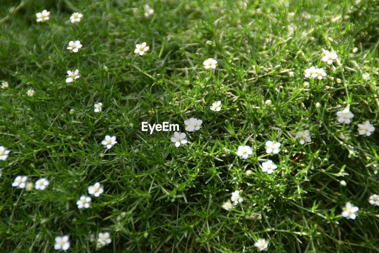 HIGH ANGLE VIEW OF WHITE FLOWERING PLANTS GROWING ON FIELD