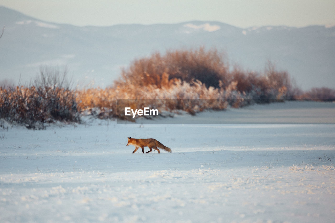 Fox walking on snow field