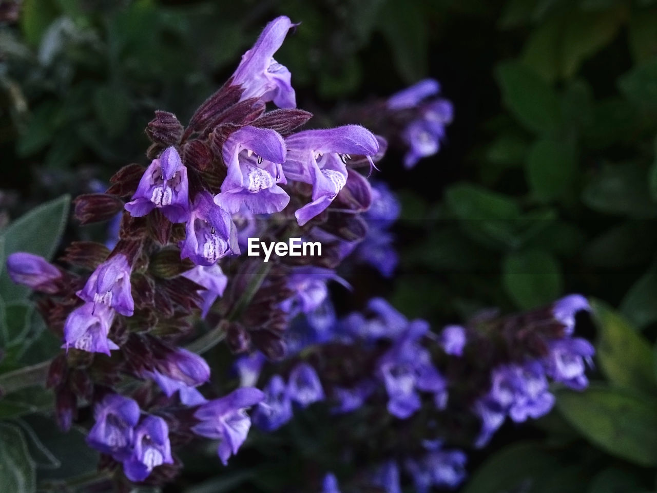 CLOSE-UP OF PURPLE IRIS FLOWERS