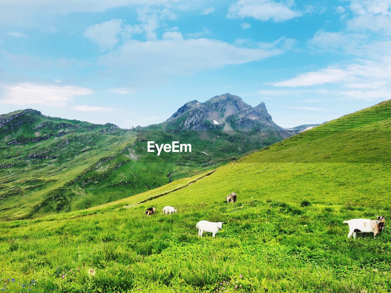 SCENIC VIEW OF GREEN LANDSCAPE AGAINST SKY