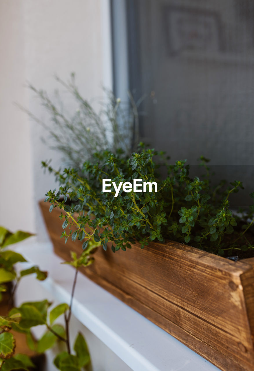 CLOSE-UP OF POTTED PLANT