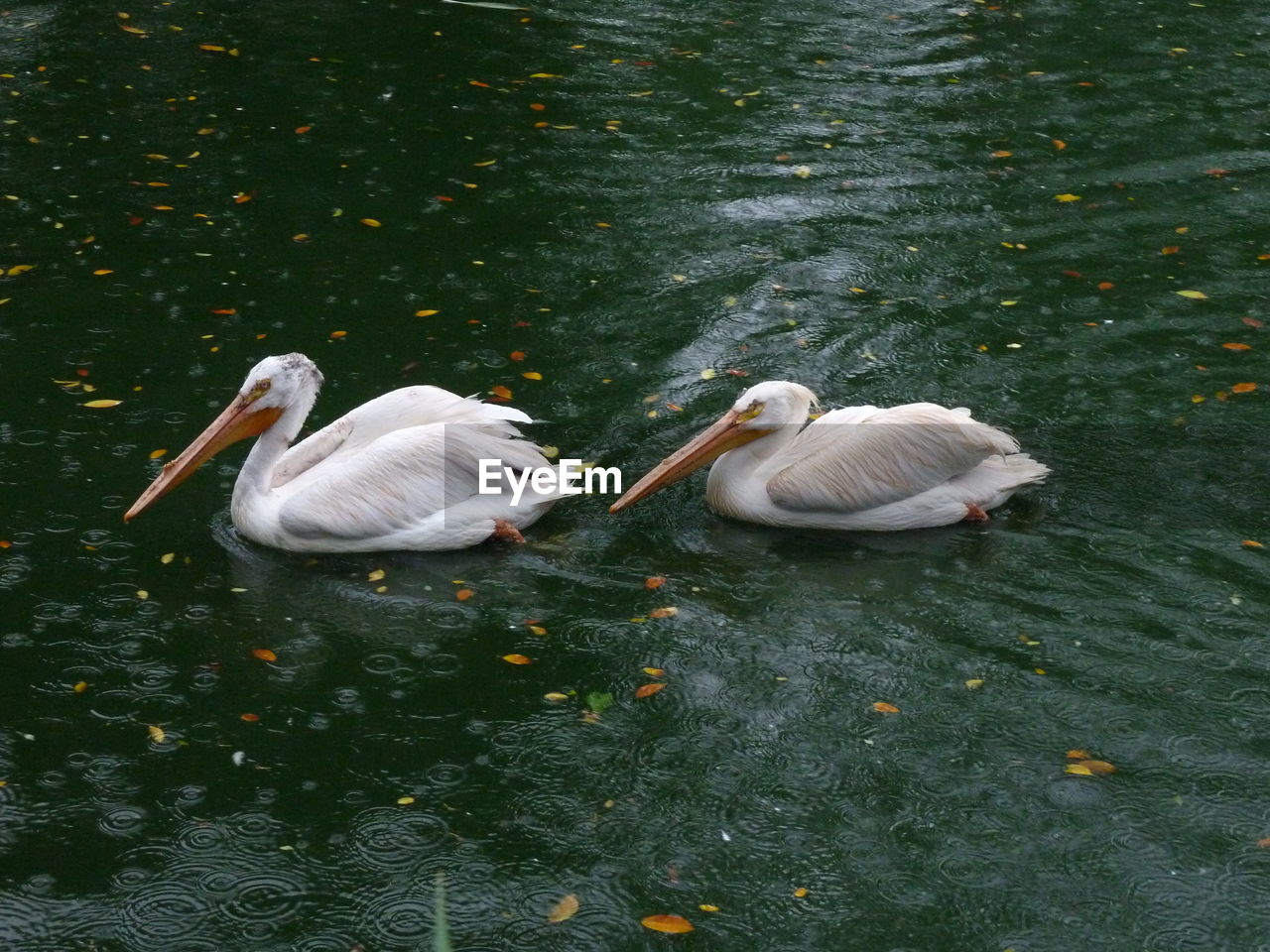 HIGH ANGLE VIEW OF BIRDS SWIMMING IN LAKE