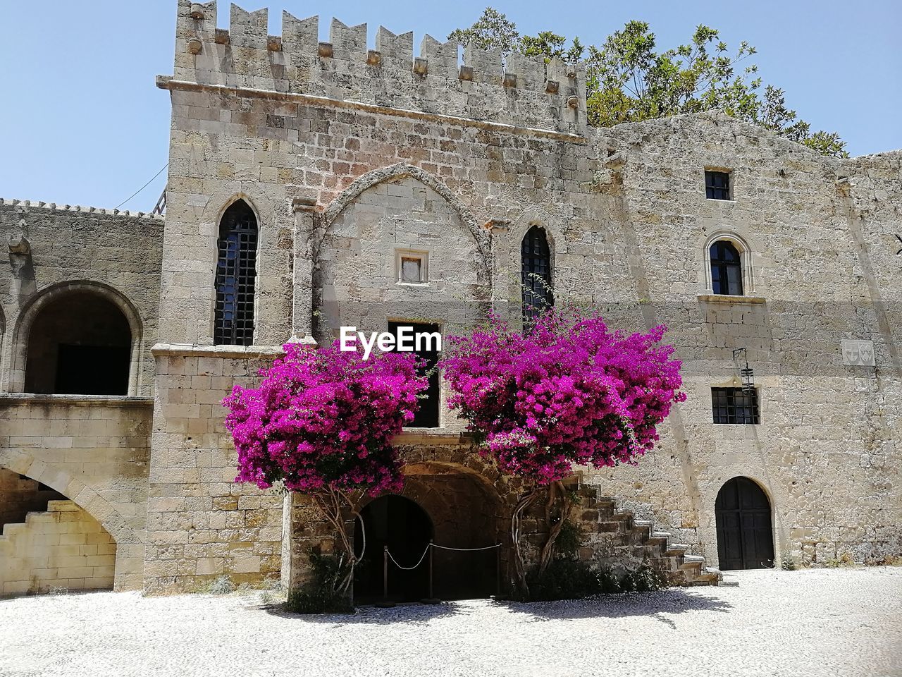 LOW ANGLE VIEW OF PINK FLOWERING PLANTS BY BUILDING AGAINST SKY
