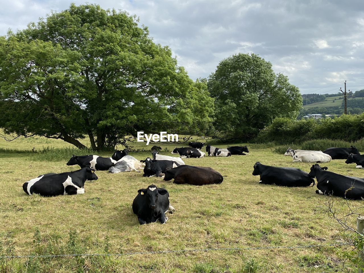 Cows, resting in a pasture, on a late summers day in, bingley, yorkshire, uk