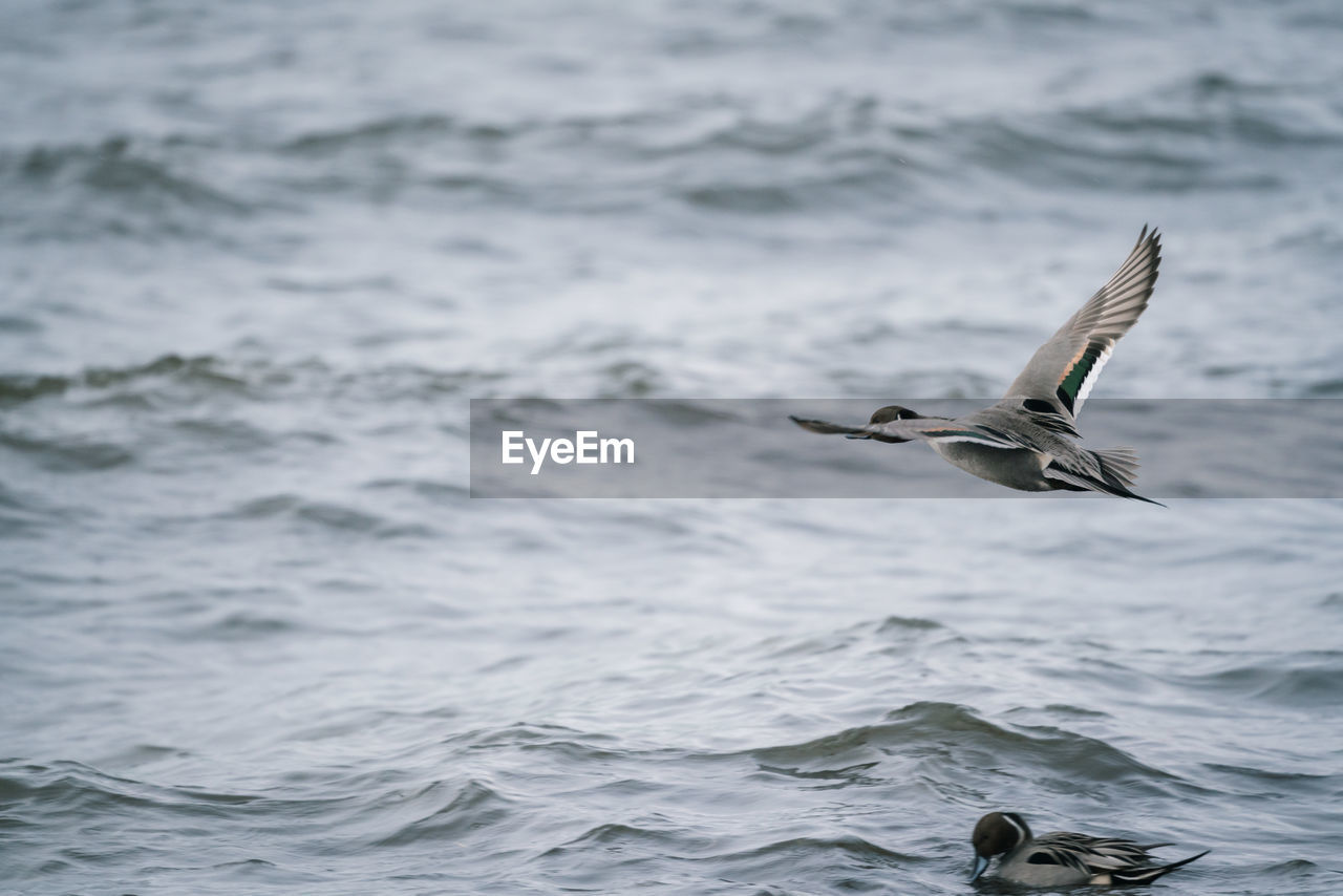 SEAGULL FLYING IN A SEA