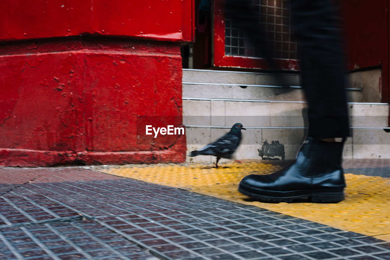 Low section of person walking by pigeon on footpath